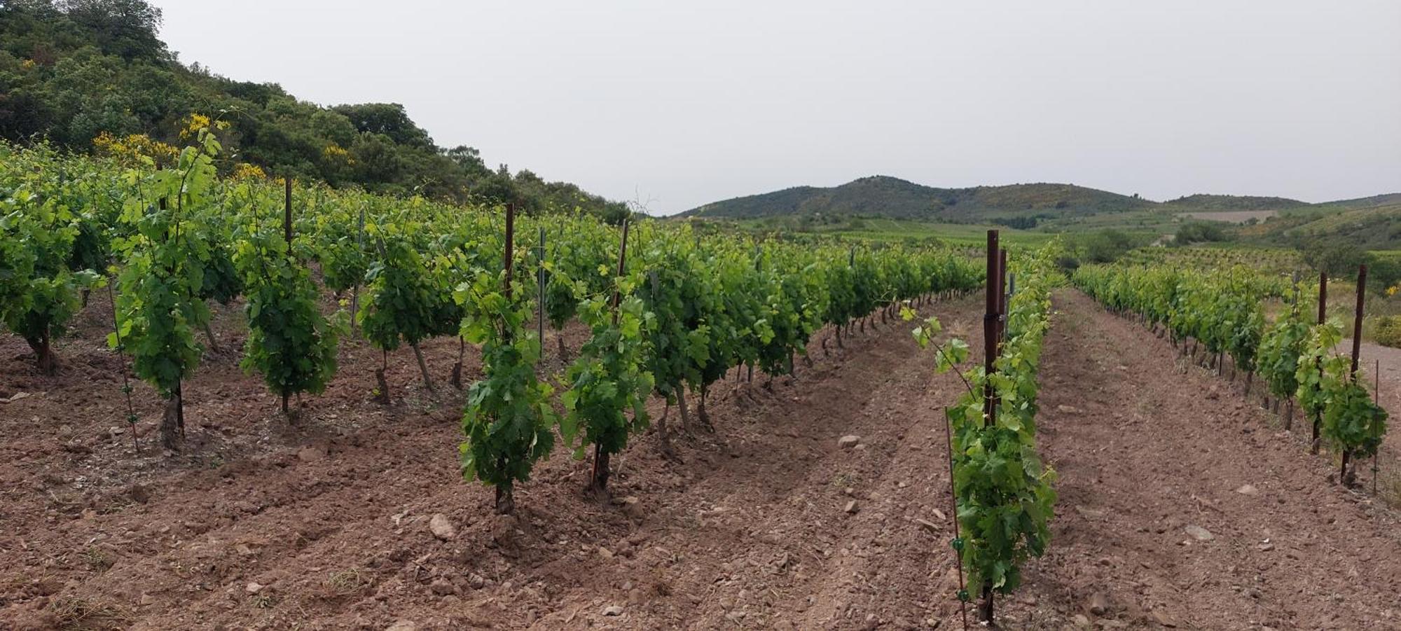 Bed and Breakfast Mas Montluzia Cascastel-des-Corbieres Экстерьер фото